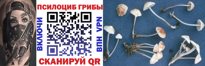 Псилоцибиновые грибы Psilocybe  kraken ССЫЛКА  Чапаевск 
